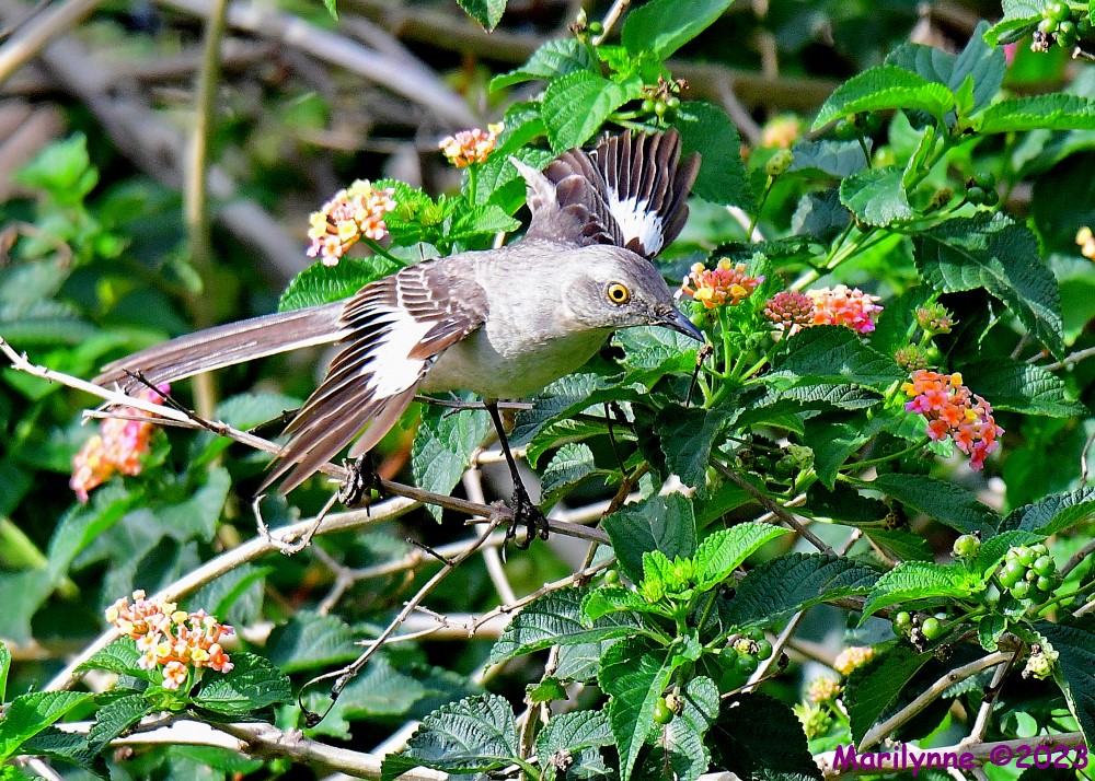DSC_6278_001.JPG