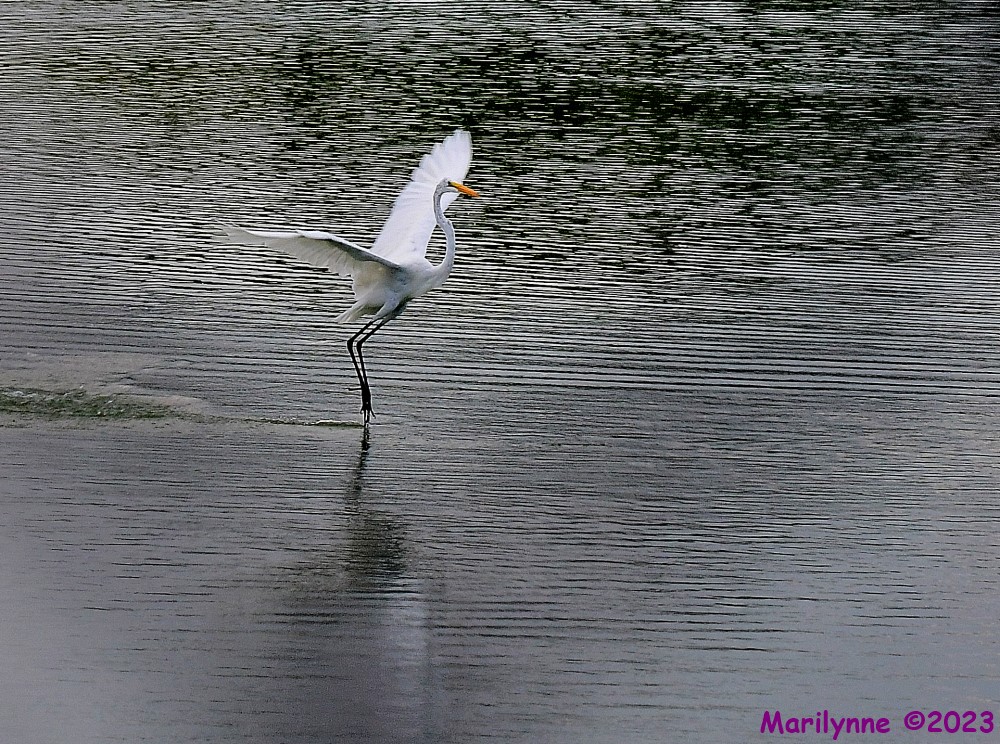 DSC_6278_001.JPG