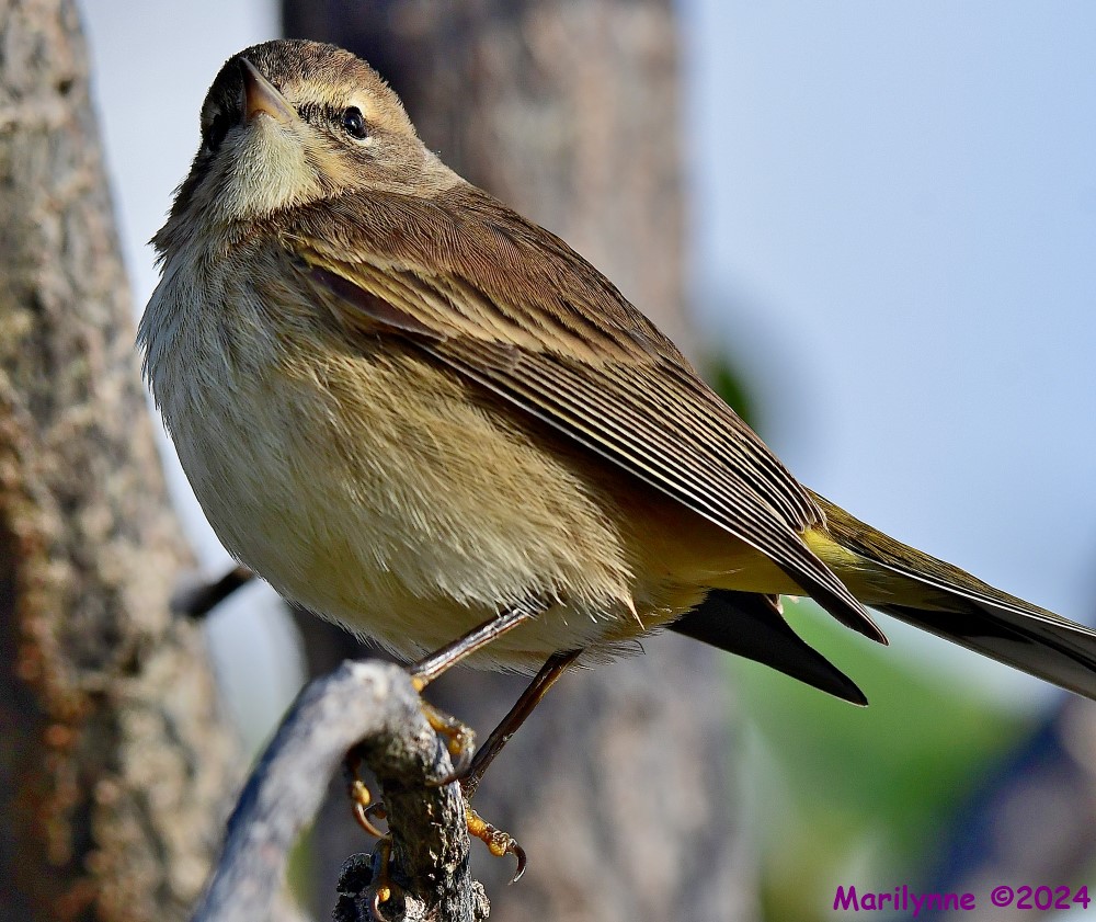 DSC_6278_001.JPG