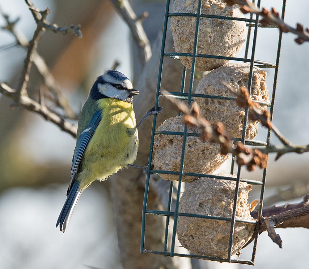 DSC_6279.jpg