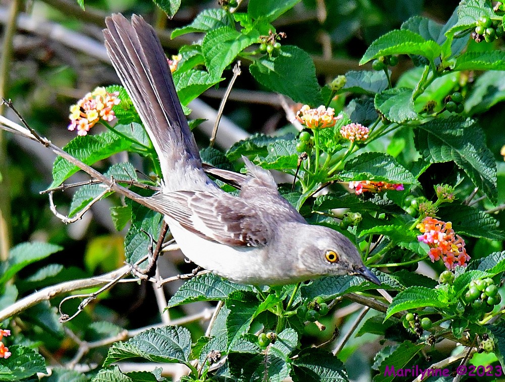 DSC_6279_001.JPG