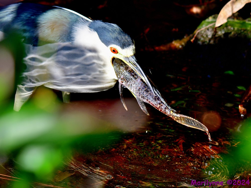 DSC_6279_001.JPG