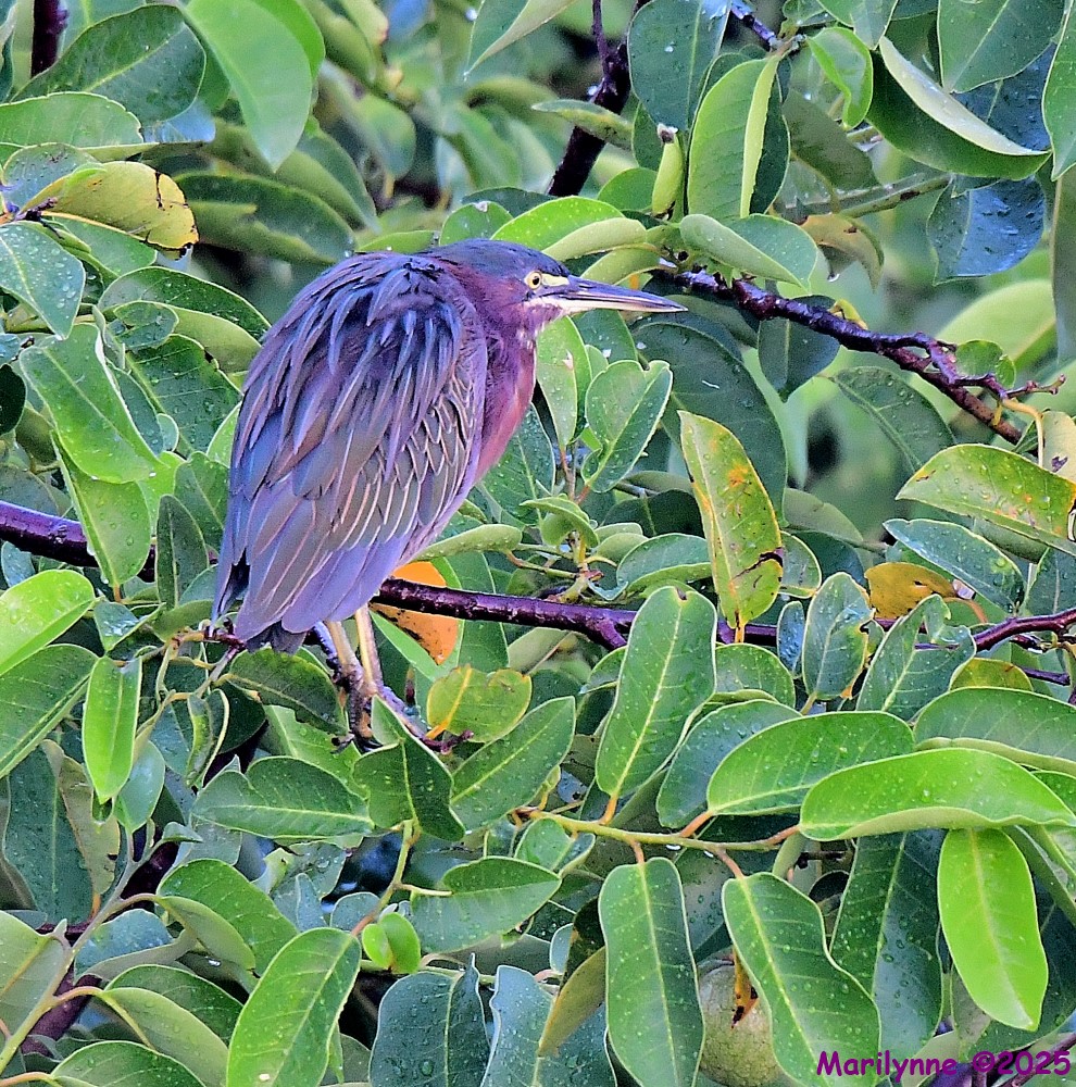 DSC_6279_001.JPG