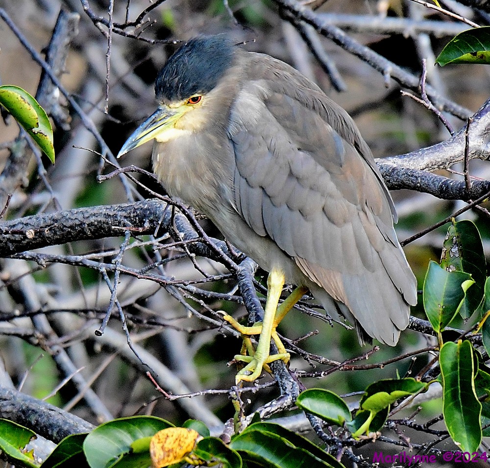 DSC_6281_001.JPG