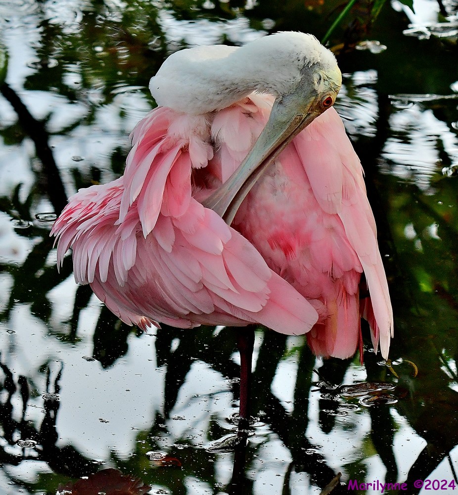 DSC_6282_001.JPG