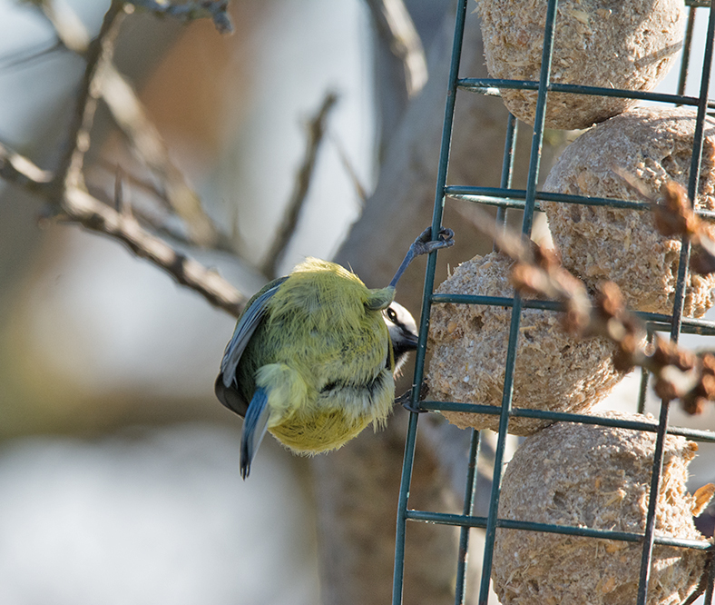 DSC_6283.jpg