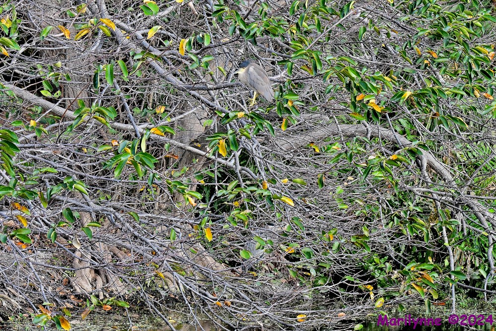 DSC_6284_001.JPG