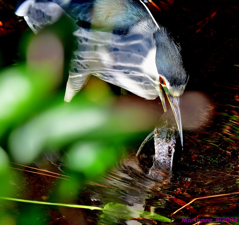 DSC_6286_001.JPG