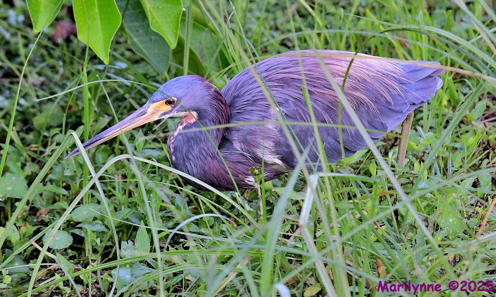 DSC_6286_001.JPG
