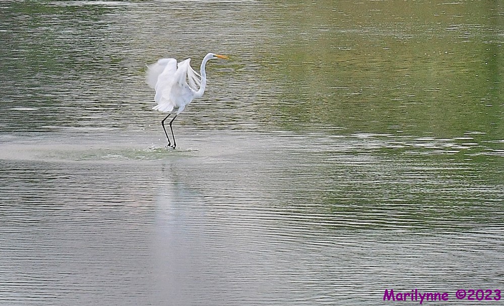 DSC_6287_001.JPG