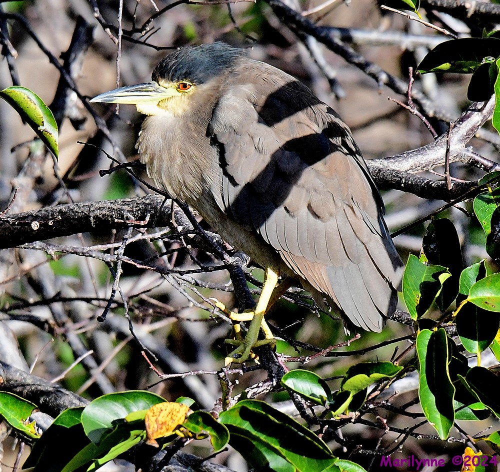 DSC_6288_001.JPG