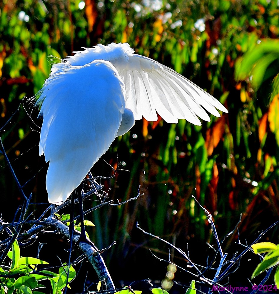DSC_6288_001.JPG