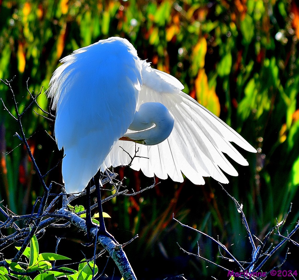 DSC_6289_001.JPG