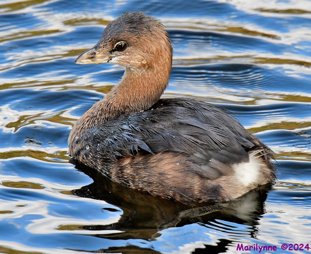 DSC_6291_001.JPG