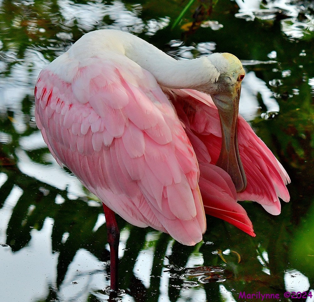 DSC_6294_001.JPG