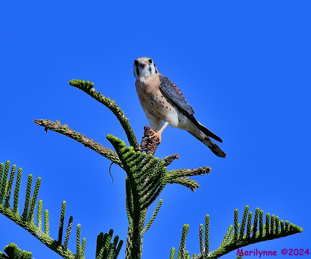 DSC_6296_001.JPG