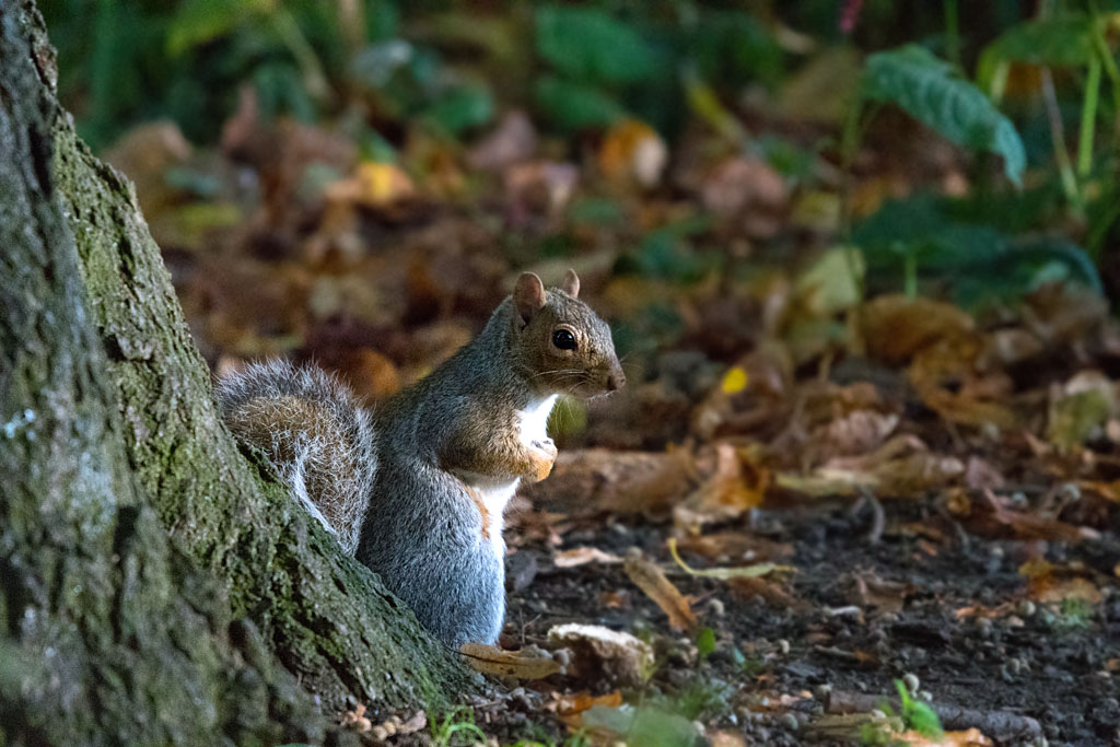 DSC_6297.jpg