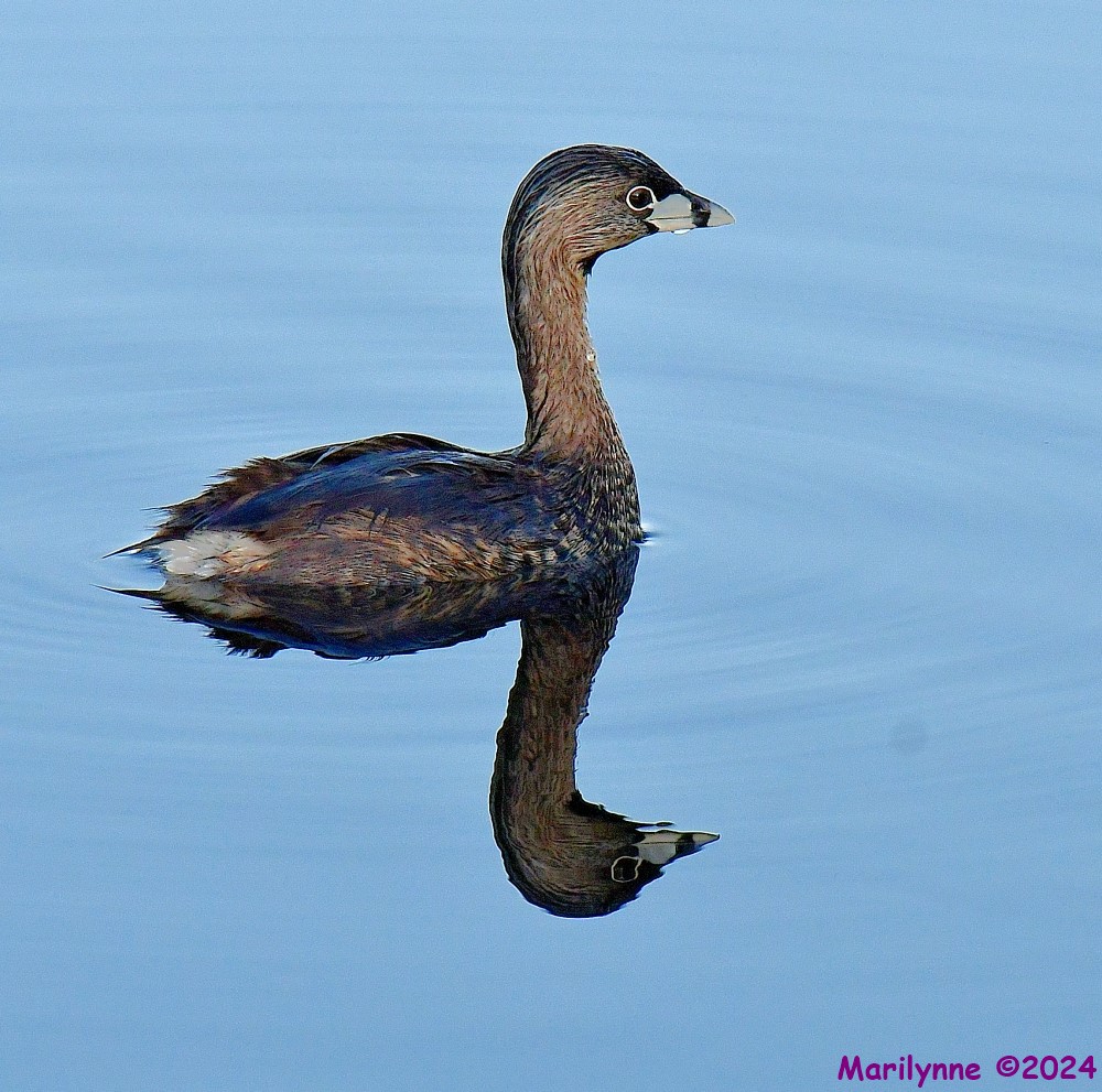 DSC_6297_001.JPG