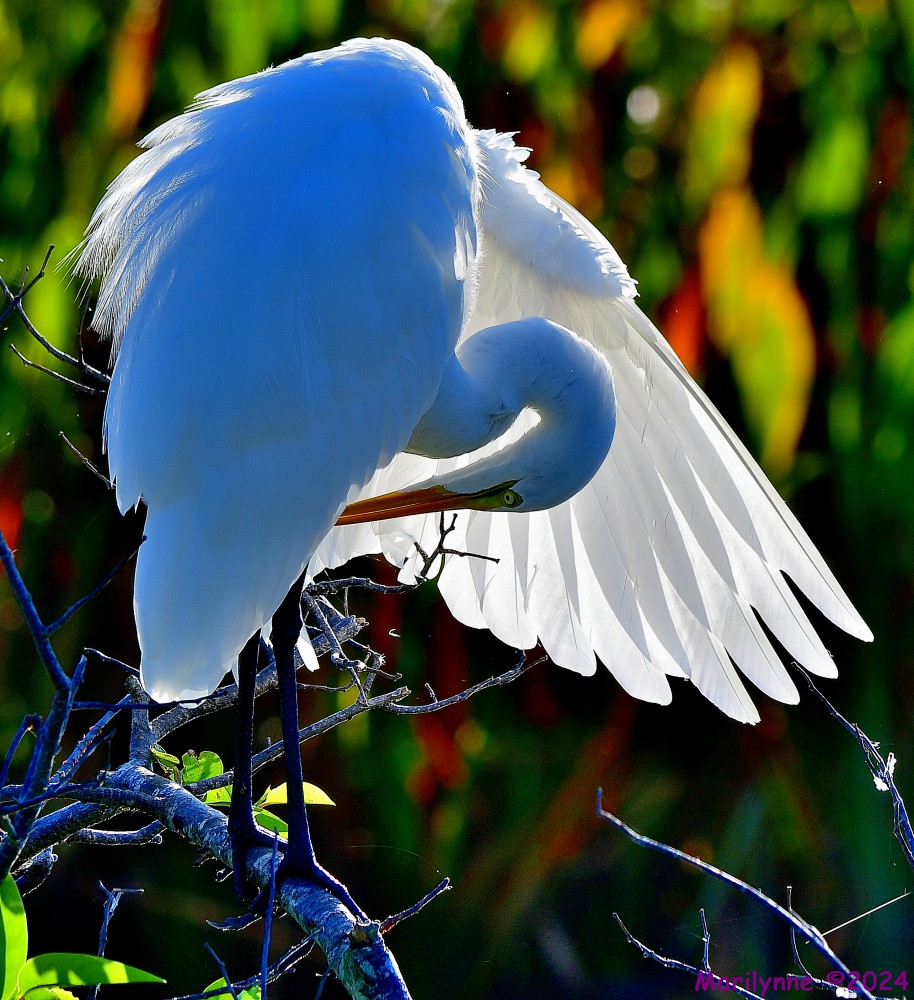 DSC_6297_001.JPG