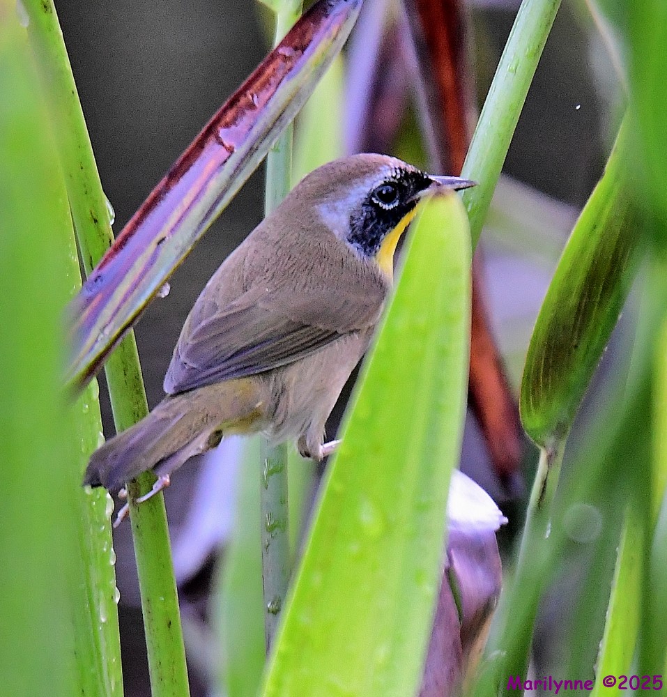 DSC_6299_001.JPG