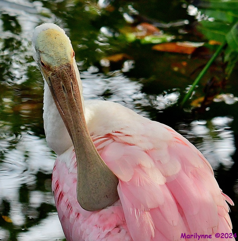 DSC_6300_001.JPG