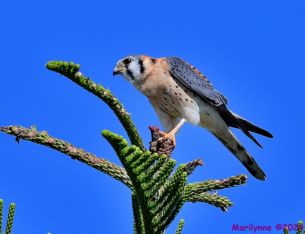 DSC_6303_001.JPG