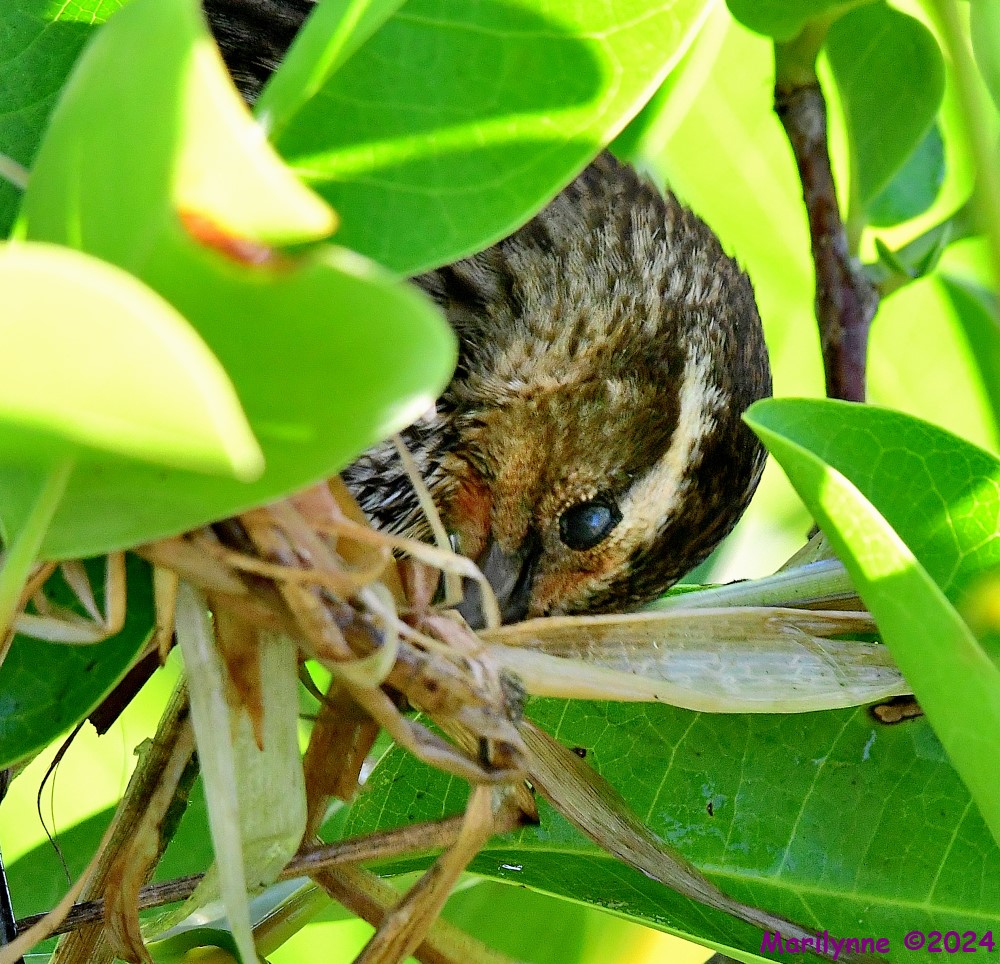 DSC_6303_001.JPG