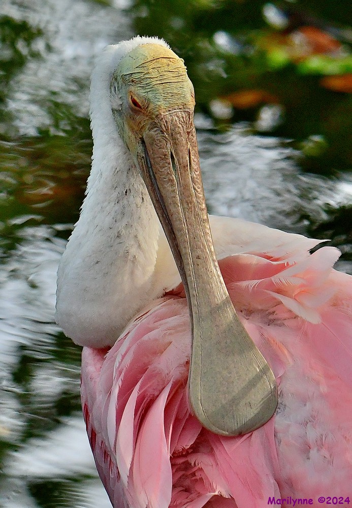 DSC_6303_001.JPG