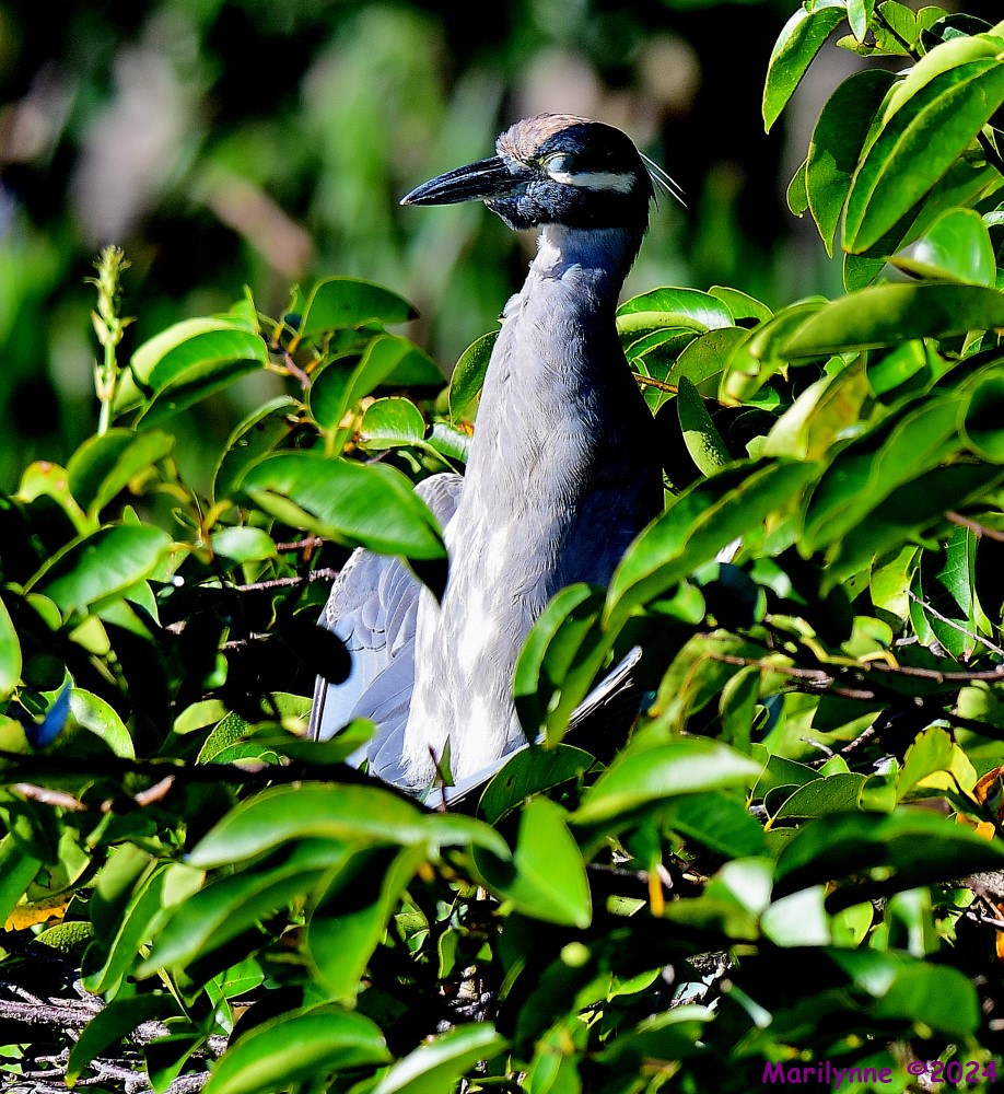 DSC_6303_001.JPG