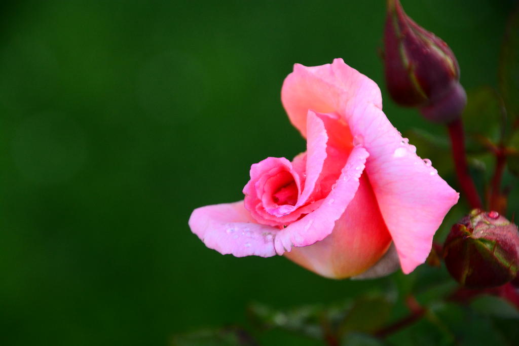 DSC_6305.jpg