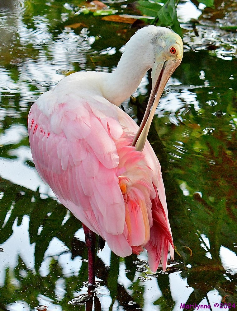 DSC_6305_001.JPG