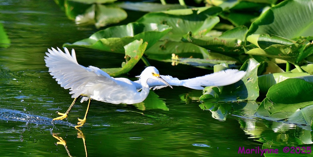 DSC_6305_001.JPG