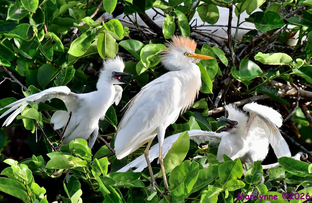 DSC_6305_001.JPG