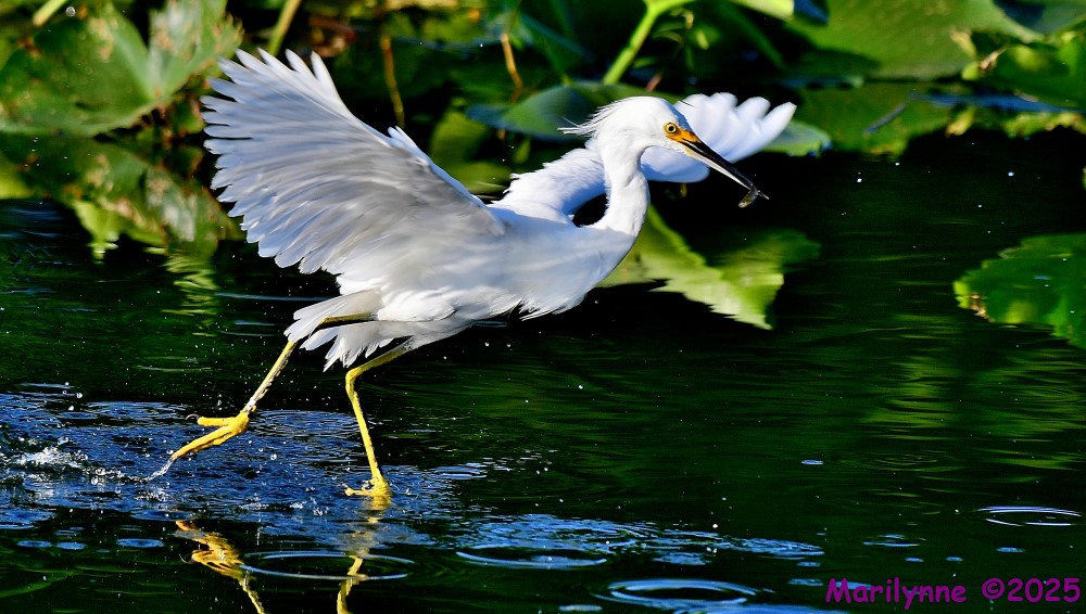 DSC_6307_001.JPG