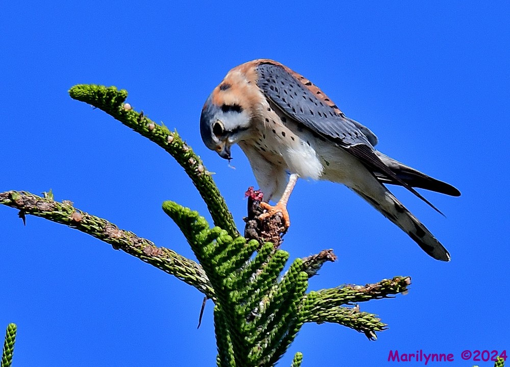 DSC_6308_001.JPG