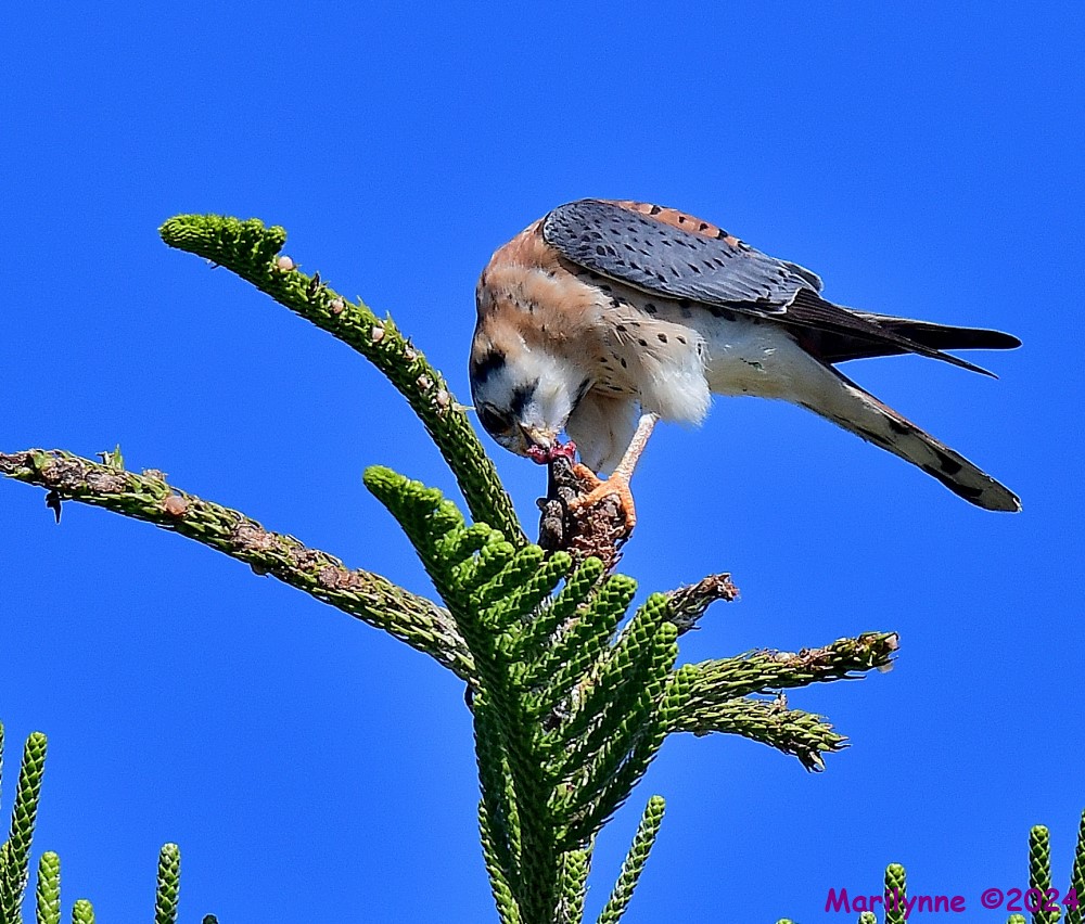 DSC_6310_001.JPG