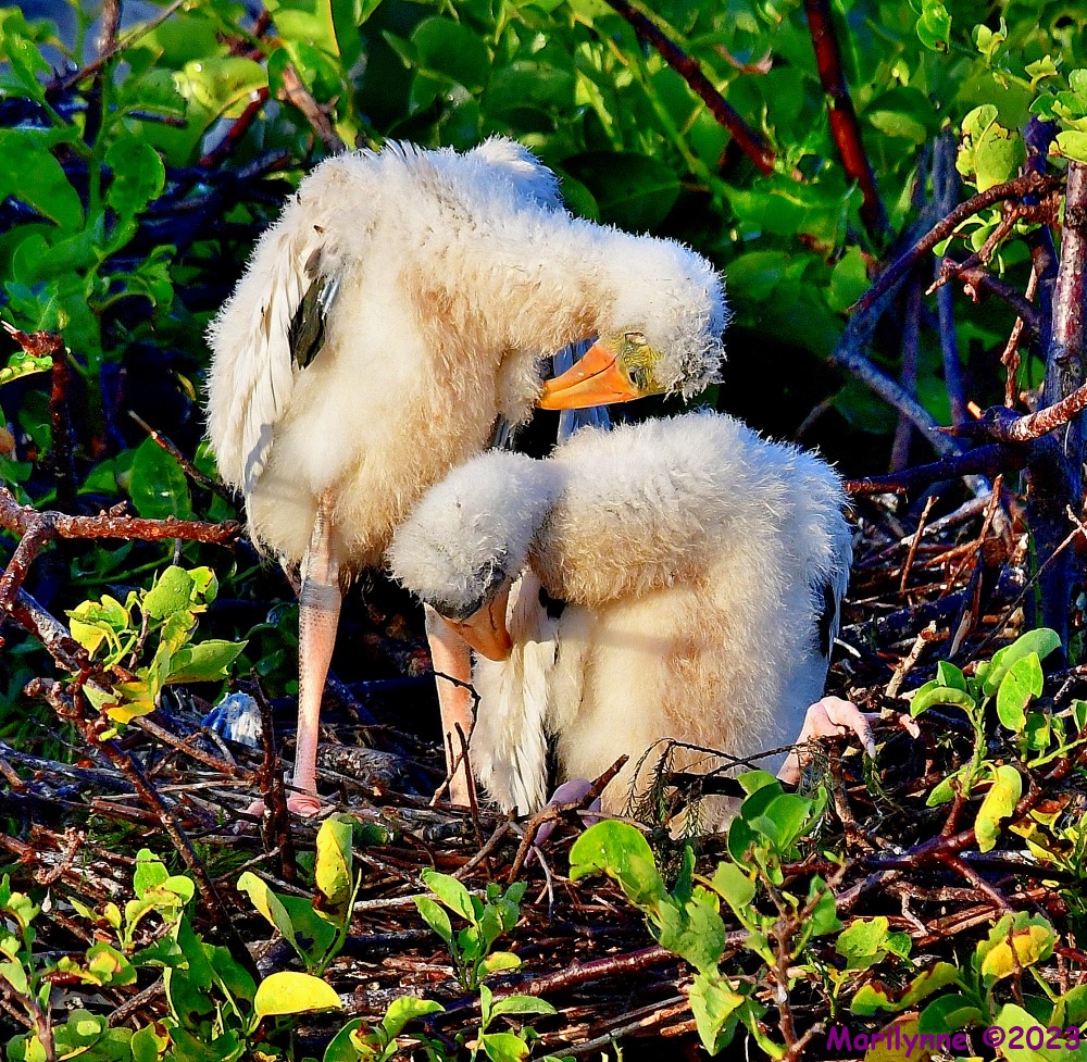 DSC_6311_001.JPG