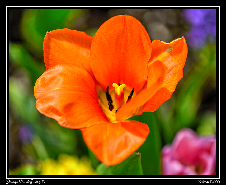 DSC_6312.jpg