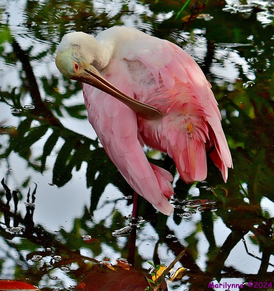 DSC_6312_001.JPG