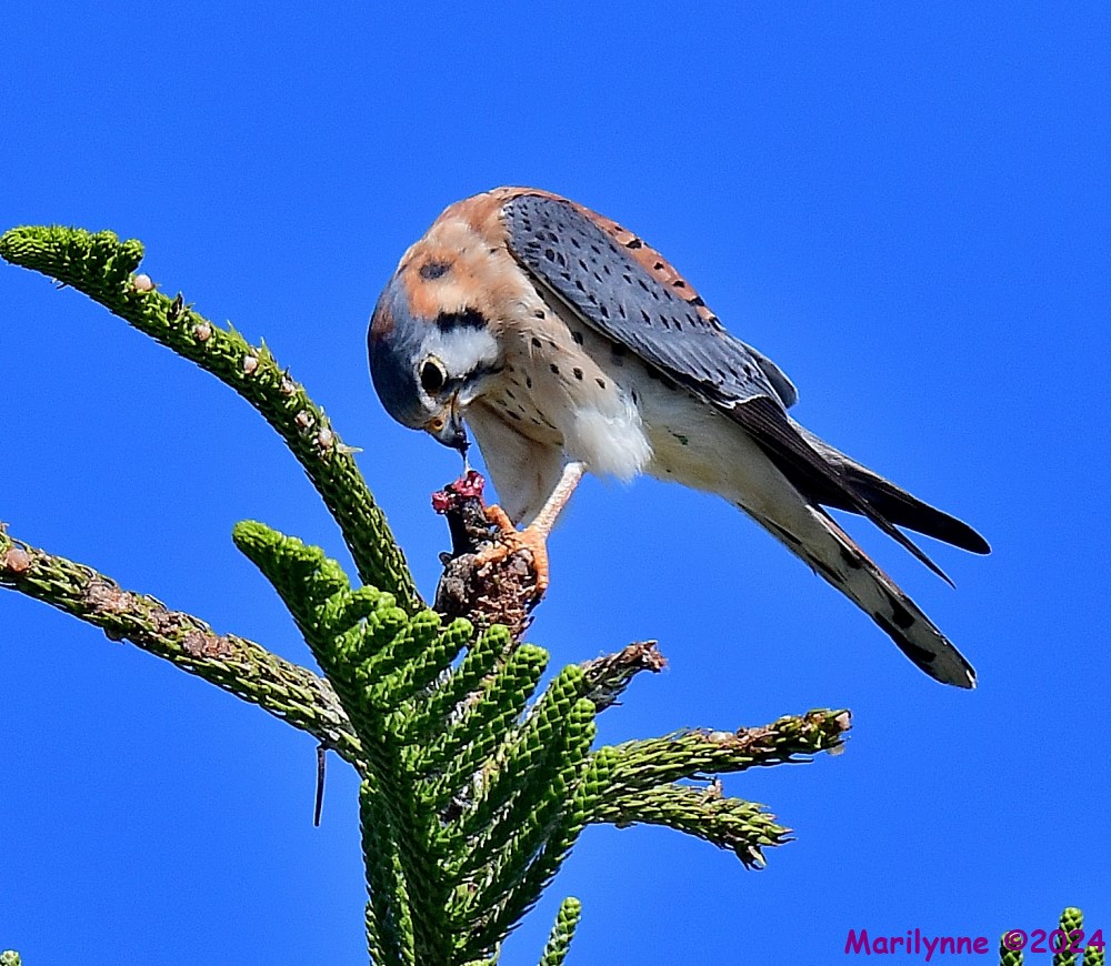 DSC_6313_001.JPG