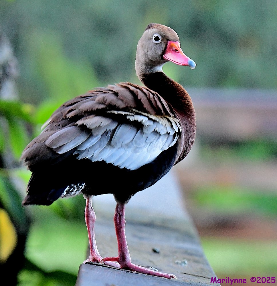 DSC_6313_001.JPG