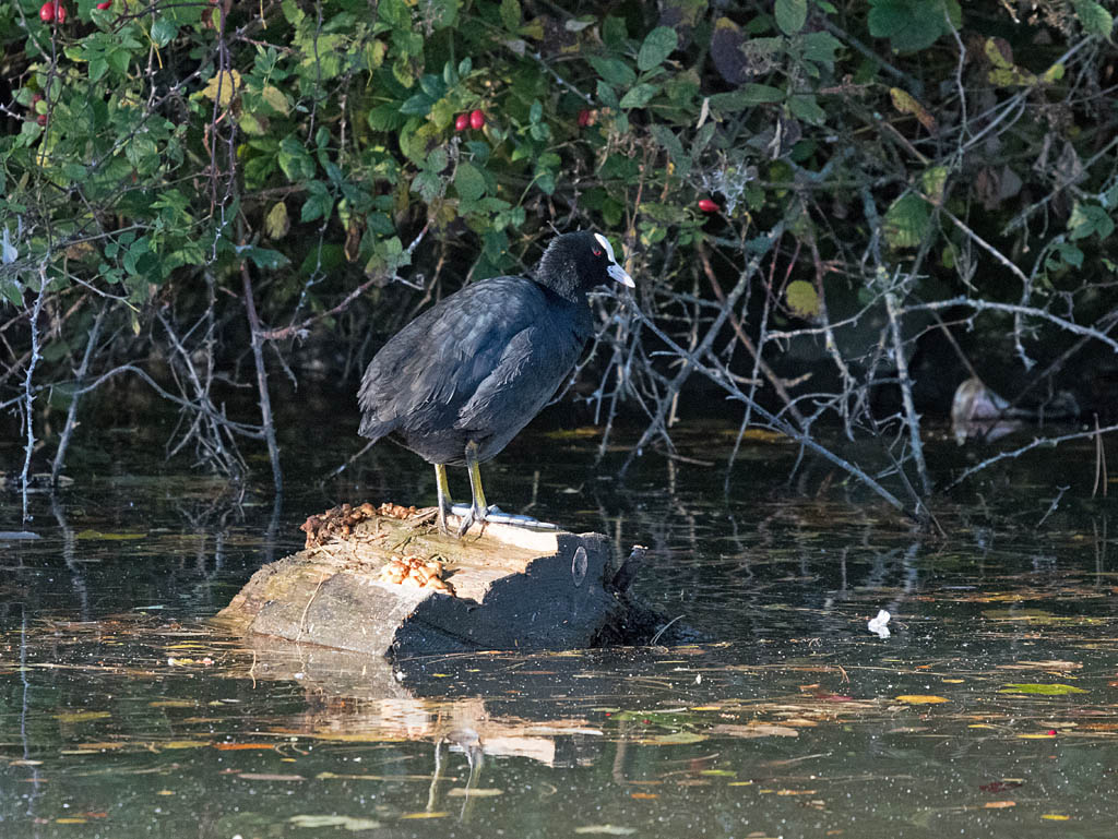 DSC_6314.jpg
