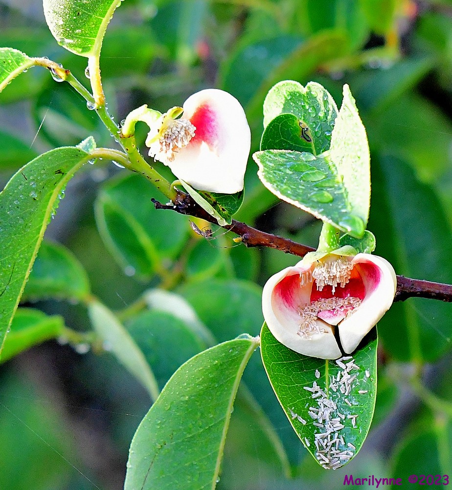 DSC_6315_001.JPG