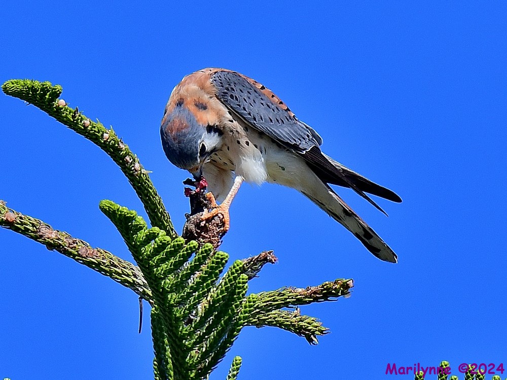 DSC_6316_001.JPG