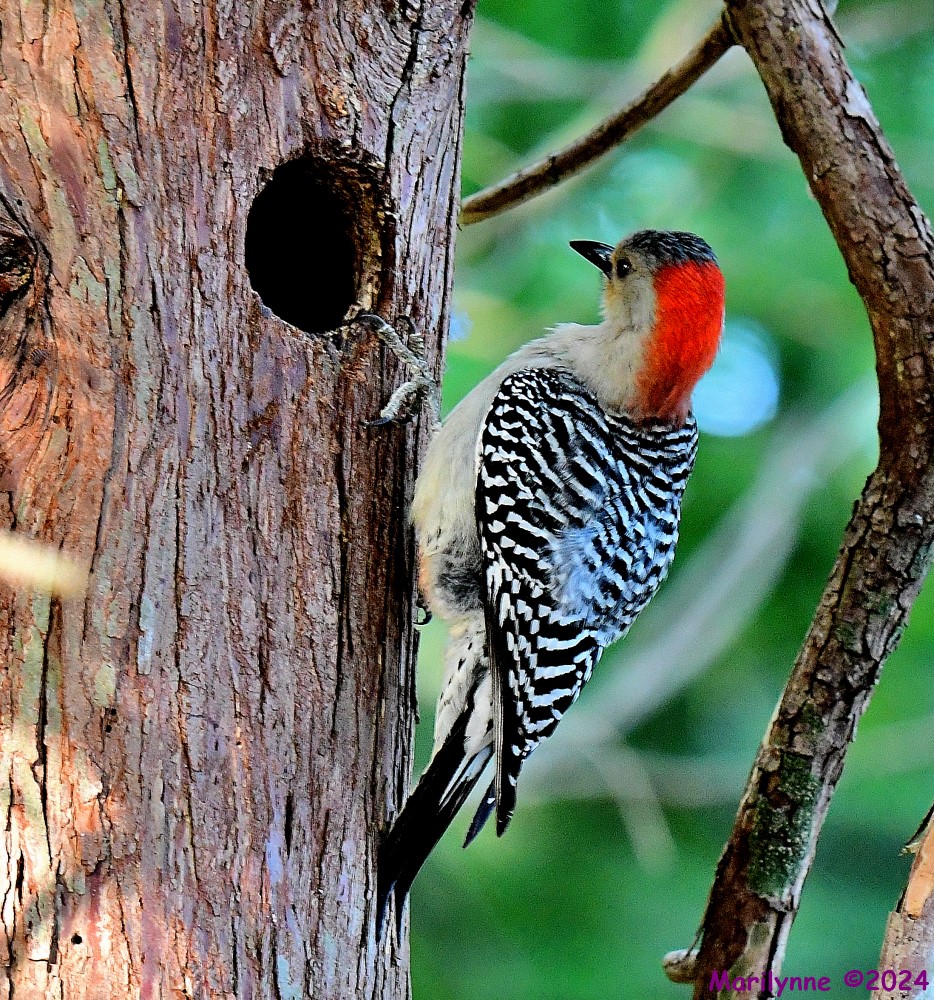 DSC_6316_001.JPG