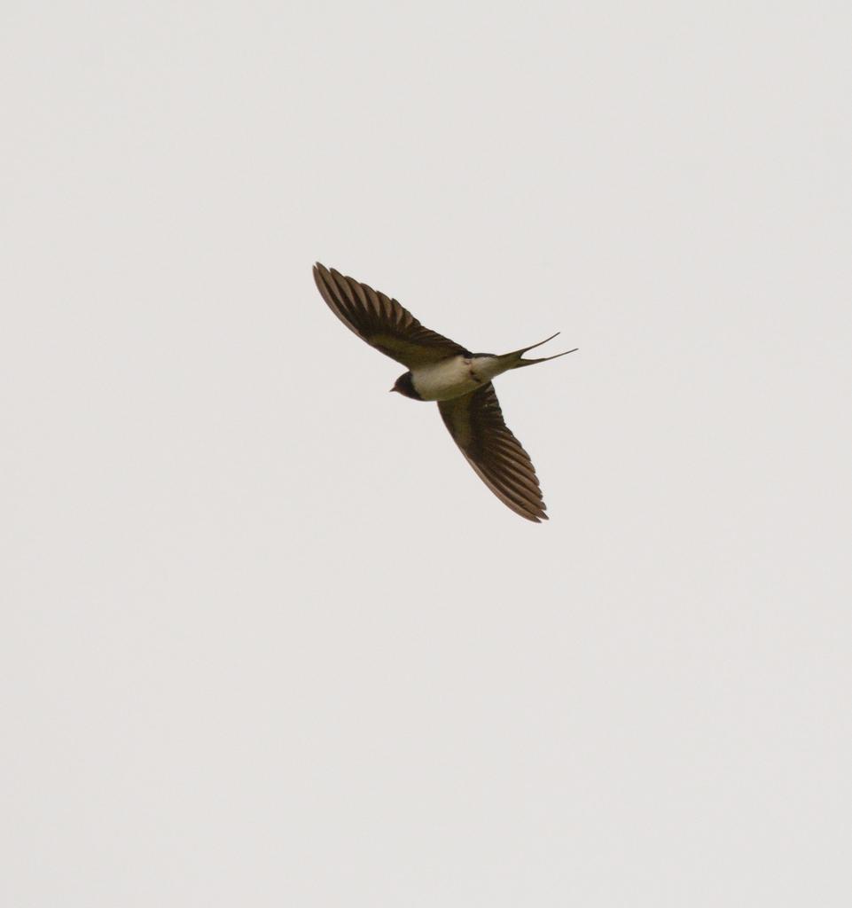 DSC_6317.jpg