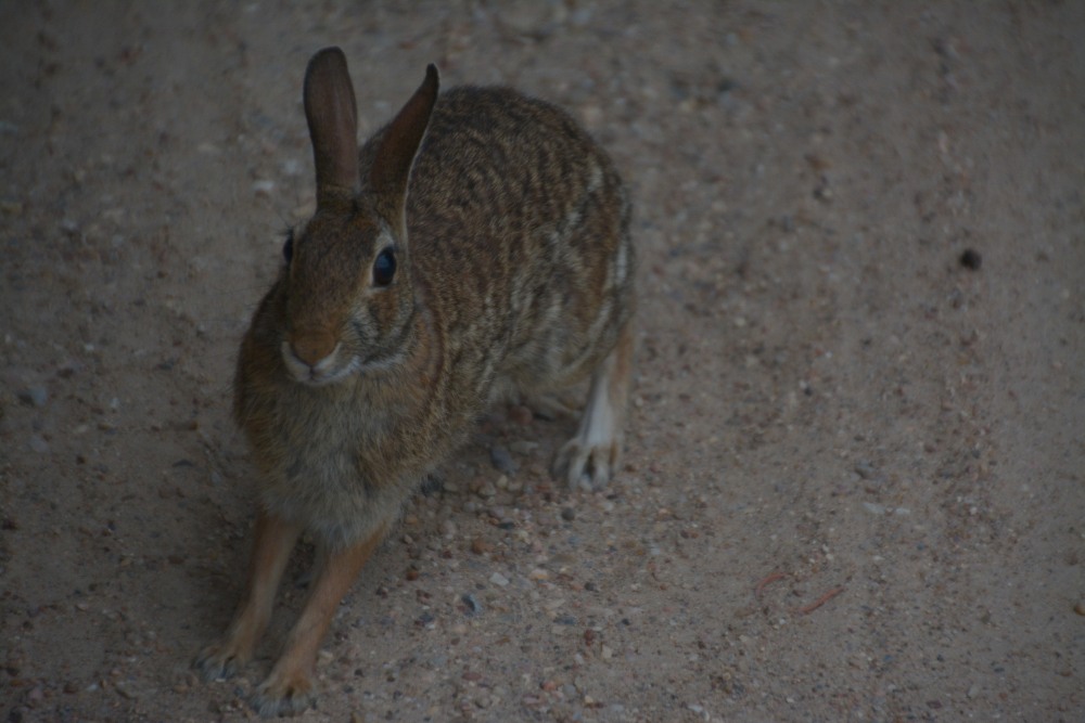 DSC_6317.JPG