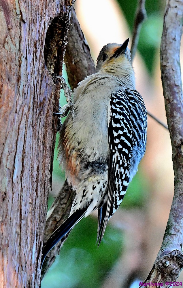 DSC_6318_001.JPG