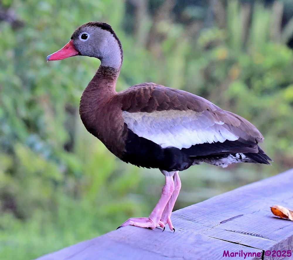 DSC_6318_001.JPG