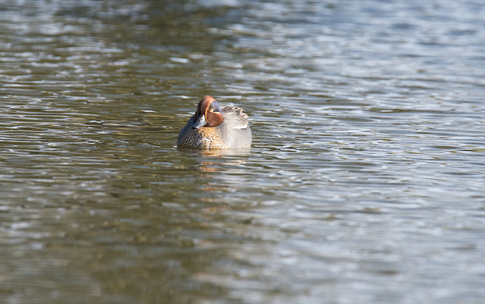 DSC_6320.jpg
